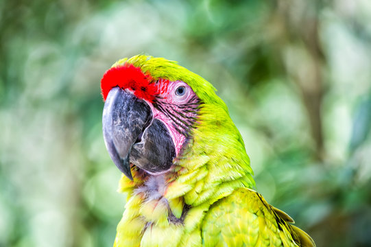 green ara parrot outdoor