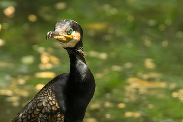 Ritratto di cormorano