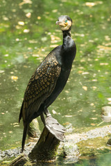 Cormorano nero