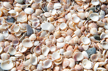 Seashell background, lots of scallop sea shells piled together