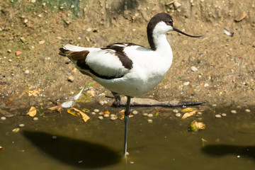 Avocetta di profilo