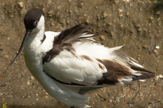 Ritratto di avocetta