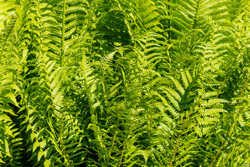 Background of green leaves.