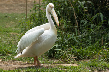 Pellicano  in un giardino
