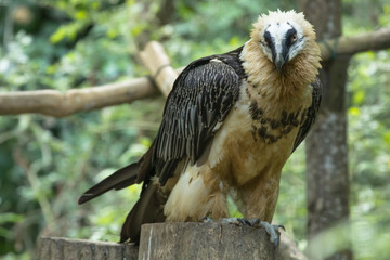 Avvoltoio barbuto o gipeto