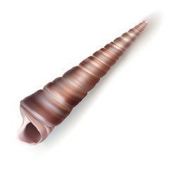 Vector illustration, badges, stickers, spiral seashell in realistic style isolated on white. Print, template, design element