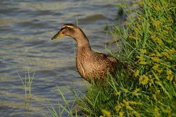 female duck in the green grass near the water