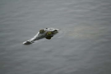 Crocodile submerged in water