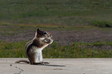 Ground Squirrel Eating Almonds