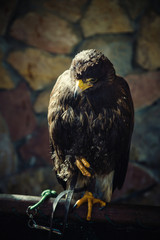 Bird of prey, Hawk.