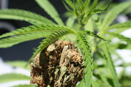 Marijuana Plant With Bud Close Up High Quality 