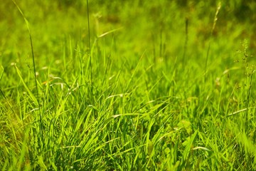 Green Grass Field