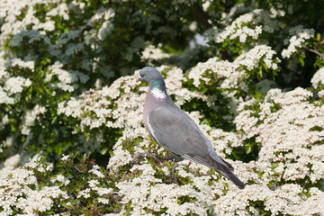 wood pigeon and tree blossom