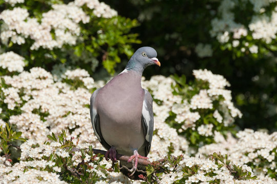 wood pigeon and tree blossom