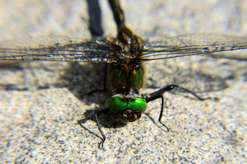 Facettenaugen einer Libelle