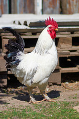 Rooster feeding in the backyard.Close up rooster in the farm/Cock feed on traditional free range poultry farm. A rooster in a farmyard, Livestock, Rural life.