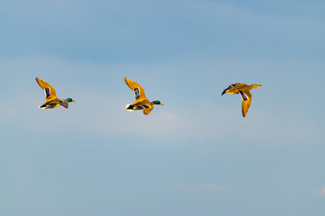 Three mallard ducks, two drakes and a hen, flying against a blue sky