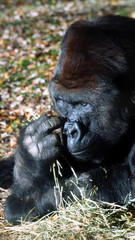 hey camera guy, shoot this.