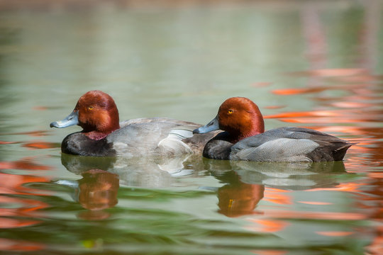 Redhead Ducks