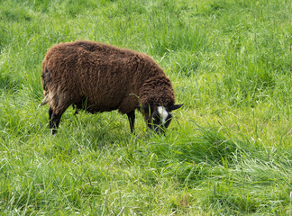 one brown sheep eats grass
