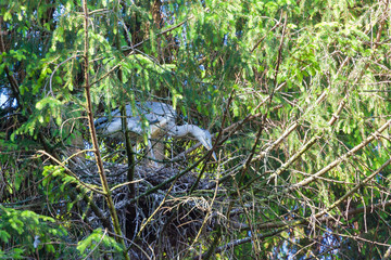 heron on nest