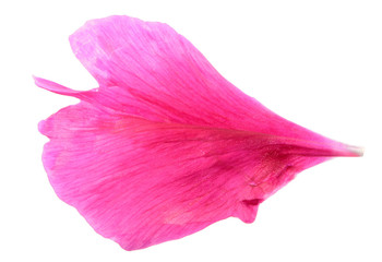 Pink petal of peony close-up isolated on white background
