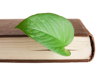 green leaf bookmark in a book