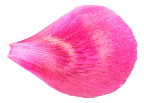 Fototapeta Pink peony petal close-up isolated on white background