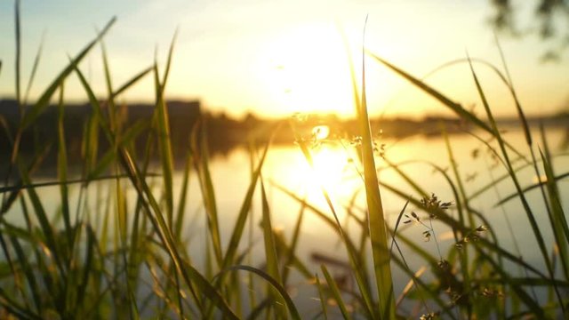 Beautiful plants lake dawn