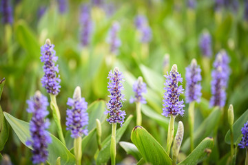 Blue Pickerelweed Blossoms (Pontederia Cordata Species)