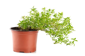 thyme herbs in pot isolated on white background