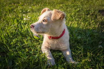 Cute crossbreed beige dog puppy with red collar lying on the grass in the sun