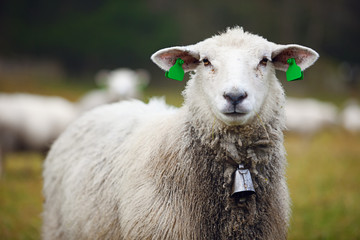 Portrait de moutons poilus avec étiquettes d& 39 oreille et cloche dans le champ, close-up