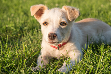 Cute crossbreed beige dog puppy with red collar lying on the grass in the sun