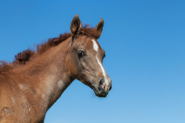 Obraz premium Portrait of an Arabian foal