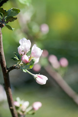 Apple tree blooming