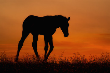 Foal on a pasture at sunset