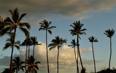 Fototapeta na wymiar Island Beauty 7 / Picture perfect vacation location. Palm trees, ocean, puffy clouds and a peaceful breeze.