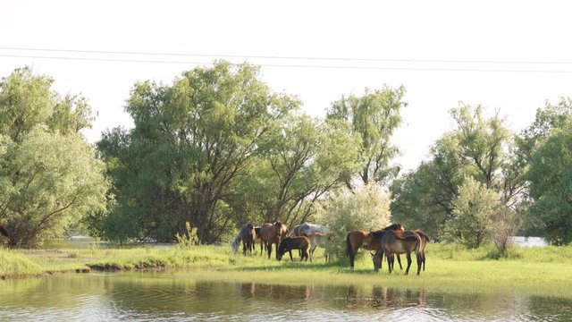 Small herd of horses and foals grazing in meadow near the river