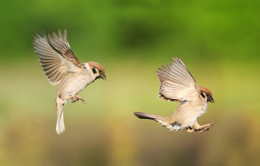 a pair of birds flying one after another to spread its wings in the summer