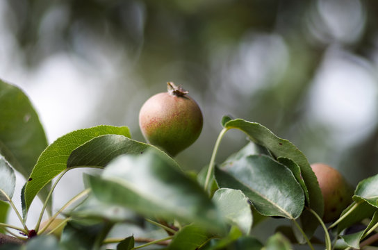 Pear growing on tree in garden. Pear on a branch/Pears grow on pear tree branch with leaves under sunlight close-up. Ripe pears on the tree in nature