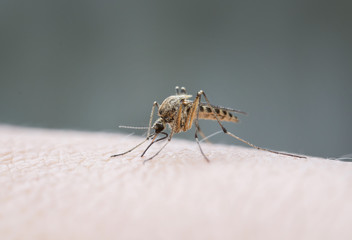 pesky  insect mosquito sits on the skin and drink blood