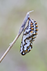 crisalide ( metamorfosi )