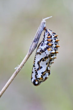 crisalide ( metamorfosi )