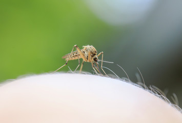 mosquito plunged his trunk into the skin and drinks blood