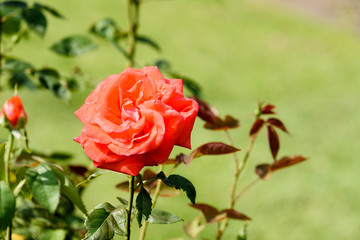 Rote Rose in einem Garten