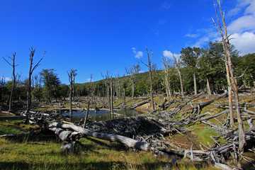 Beaver dam, Tierra Del Fuego, Patagonia Chile