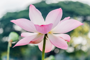 Obraz premium beautiful pink waterlily or lotus flower in pond