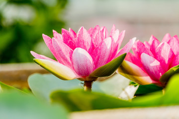  beautiful pink waterlily or lotus flower in pond