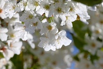 Wei&szlig;e Kirschbl&uuml;ten